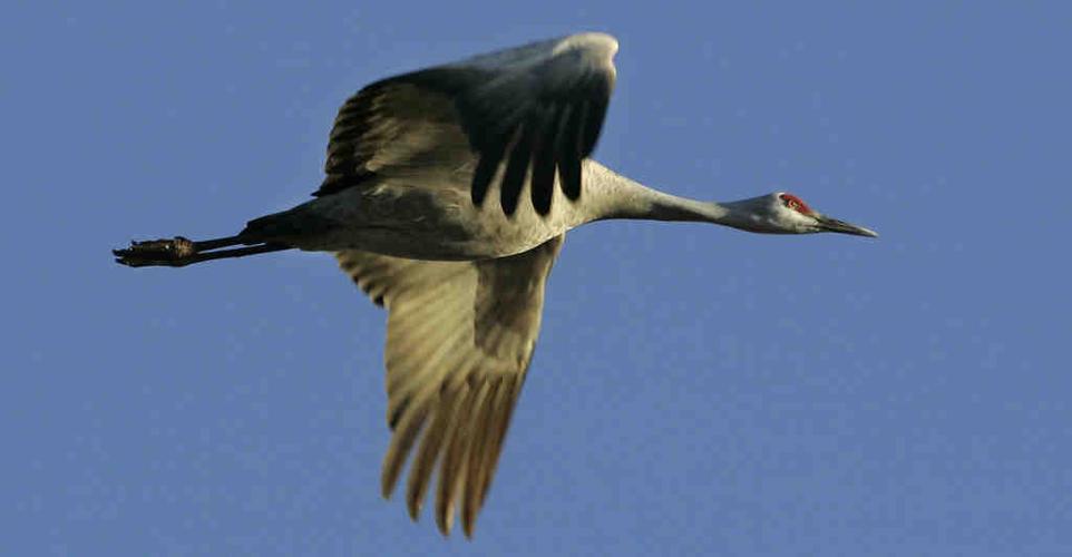 Sandhill cranes in Arizona