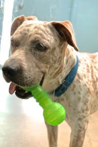 Pets for adoption locally