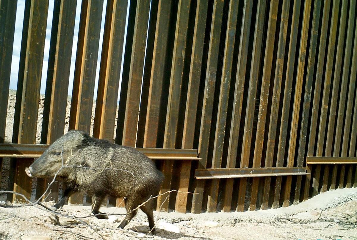 Border wall threatens sweeping varietiy of wildlife, federal officials