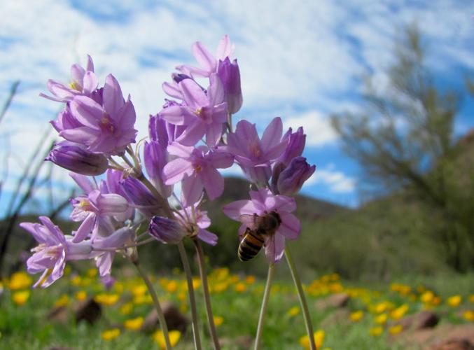 Southwest wildflowers