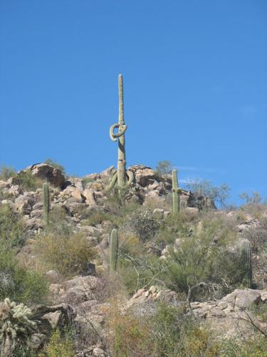 Needs a hug saguaro