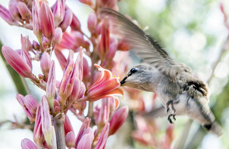 National Public Gardens Day