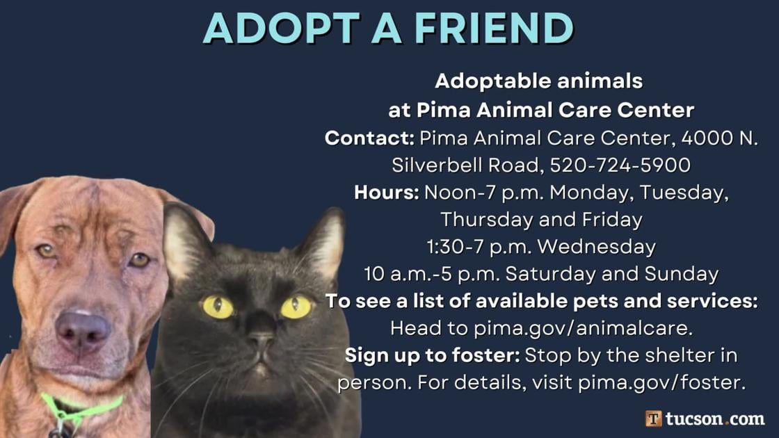 Adopt a friend: Local pets up for adoption for February 1