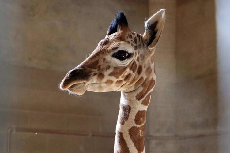 Meet Reid Park Zoo's 6-foot tall newborn