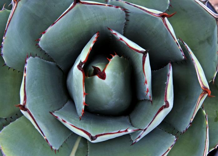 Flowering and edible plants