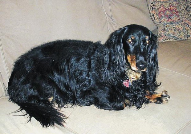 Resolve to have a new year full of floor-ham days  