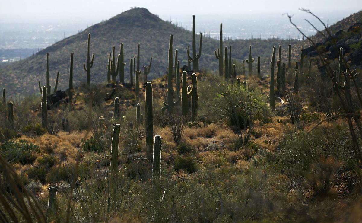 Saguaro National Park, West unit