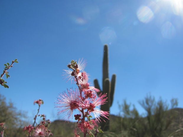 Fairy duster blooms