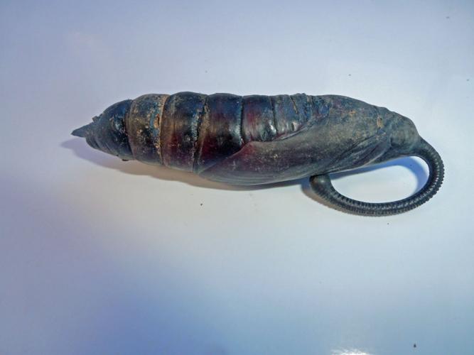 Rustic sphinx moth caterpillar is no danger to tree