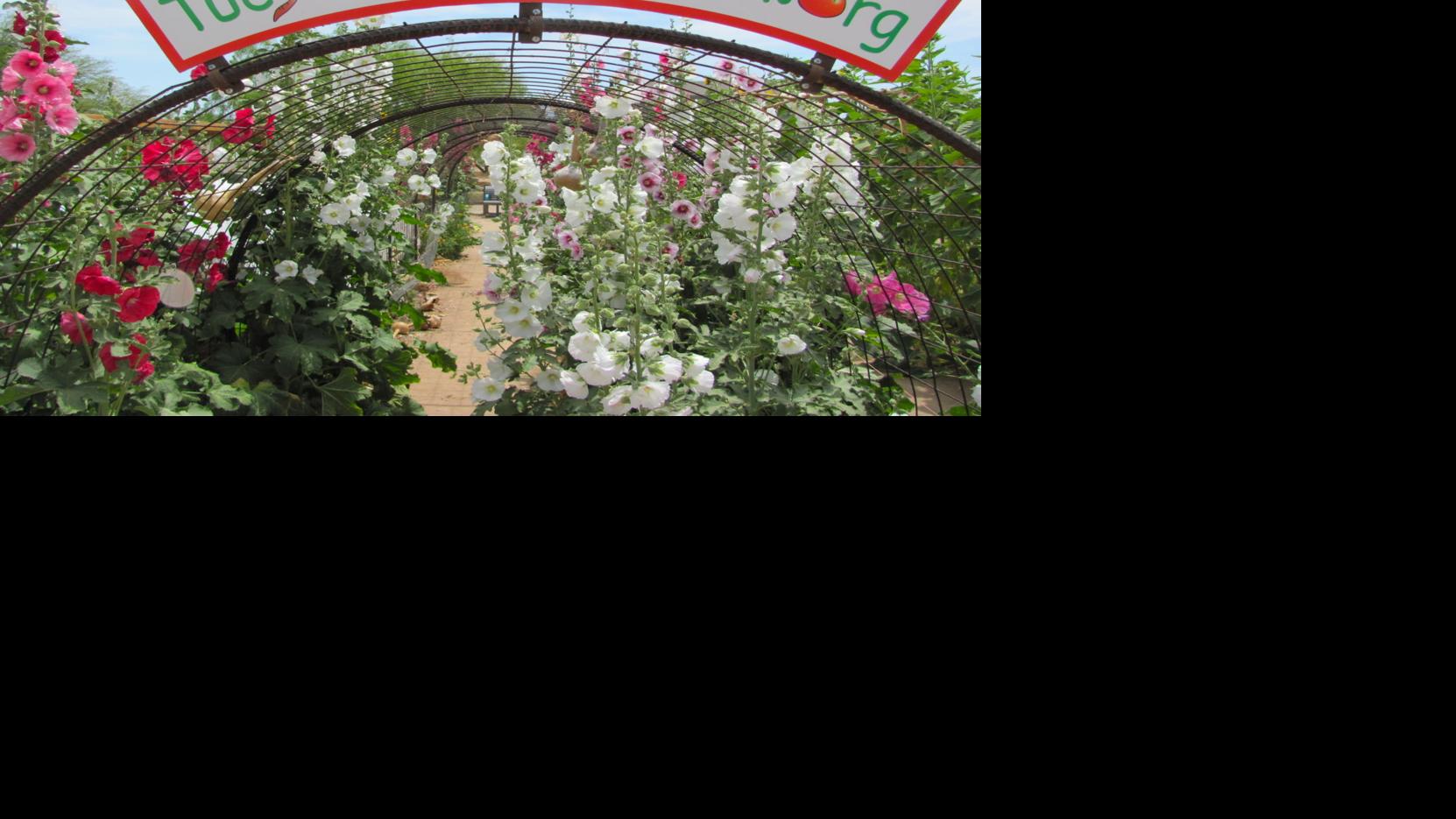 Autumn in Tucson Tucson Village Farm Harvest Festival