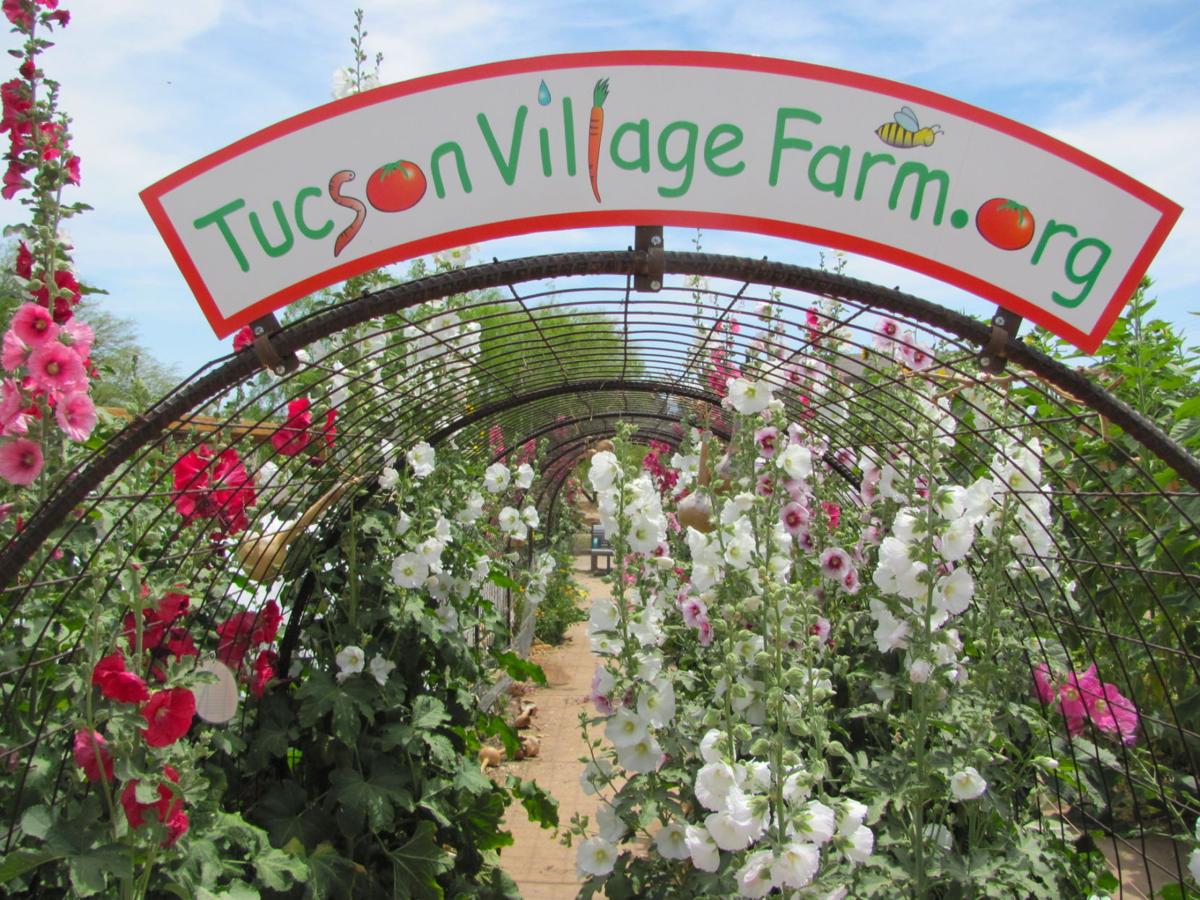 Autumn In Tucson Tucson Village Farm Harvest Festival Celebrate
