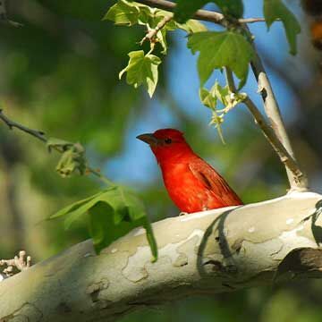 AZGFD and ASU join in bird banding efforts at Hassayampa River