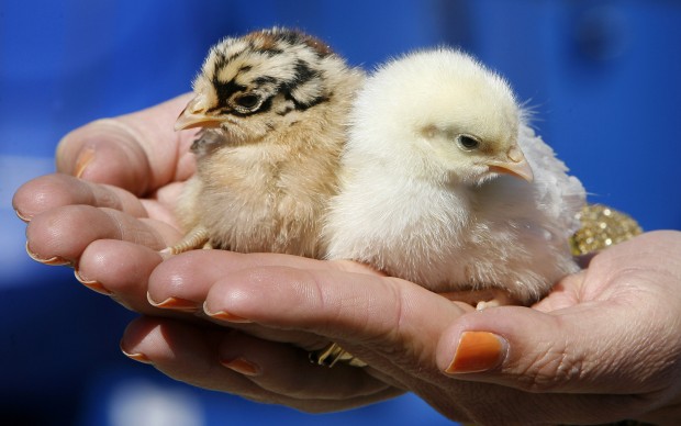 Easter pets grow up; then what?    