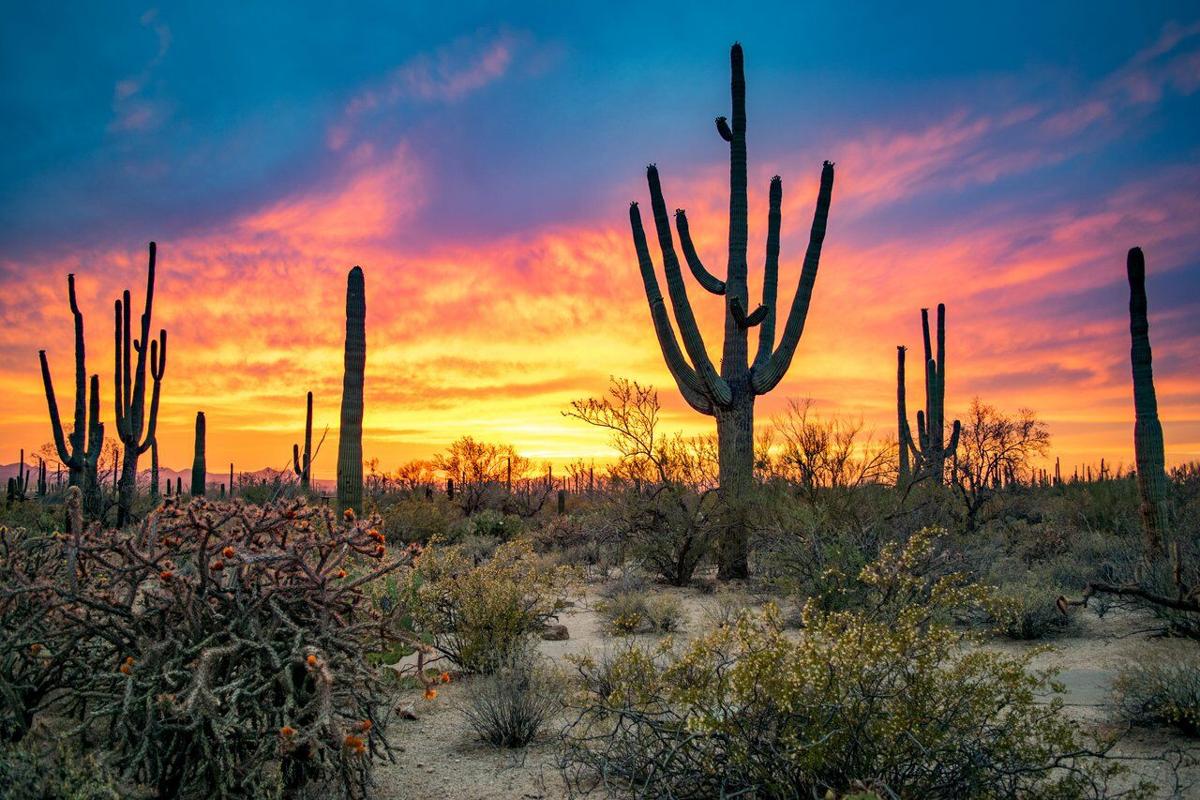 This Tucson nonprofit is the protector of the Sonoran Desert's tallest