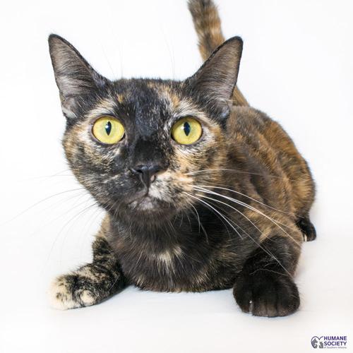 Adopt a friend: Cleopatra