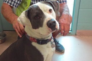 Adopt A Friend: Bogart