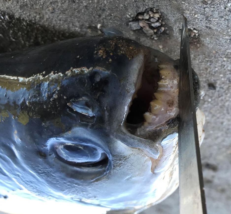 A Tucson fisherman hoping to catch trout at Silverbell