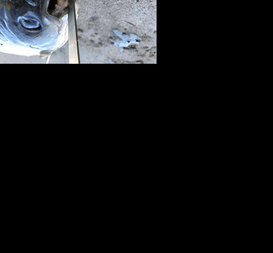 Fisherman catches unusual fish