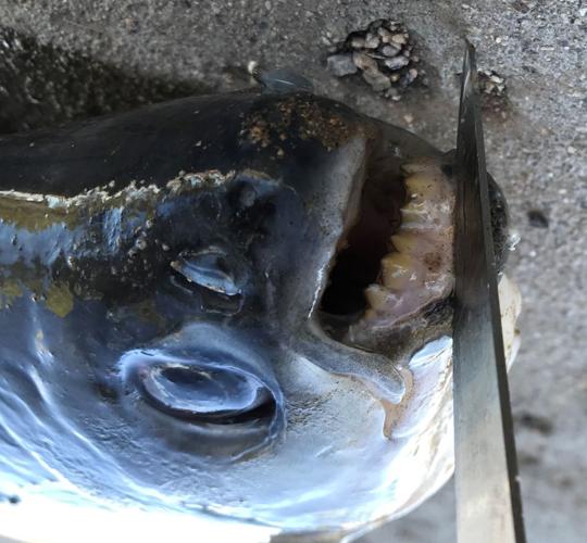 felony fish hooked Salmon Hook For Skein Fishing Upgrade your salmon fishing gear with the Blood Run Skeena Hooks and experience the difference. A Tucson fisherman hoping to