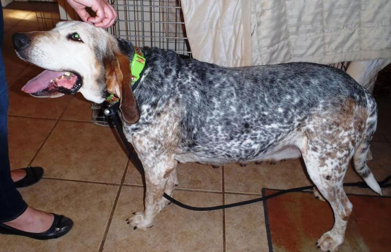 Adopt A Friend: Millie