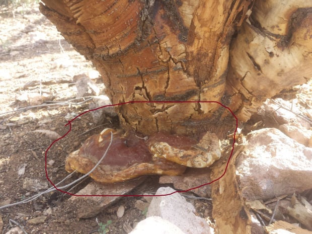 Ganoderma shelf fungus