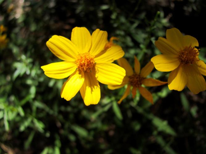Trails on the eastern slopes of the Santa Catalina Mountains