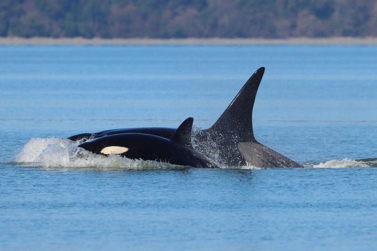 Seattle-New Whales