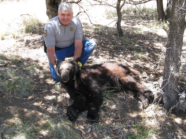 Game and Fish officers nab foraging bear near Picacho   