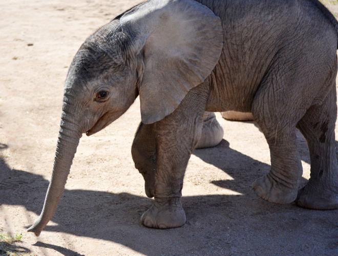 Reid Park Zoo, baby elephant