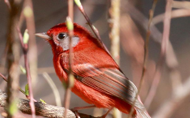 Red Warbler