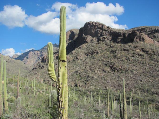 Pima Canyon landscapes