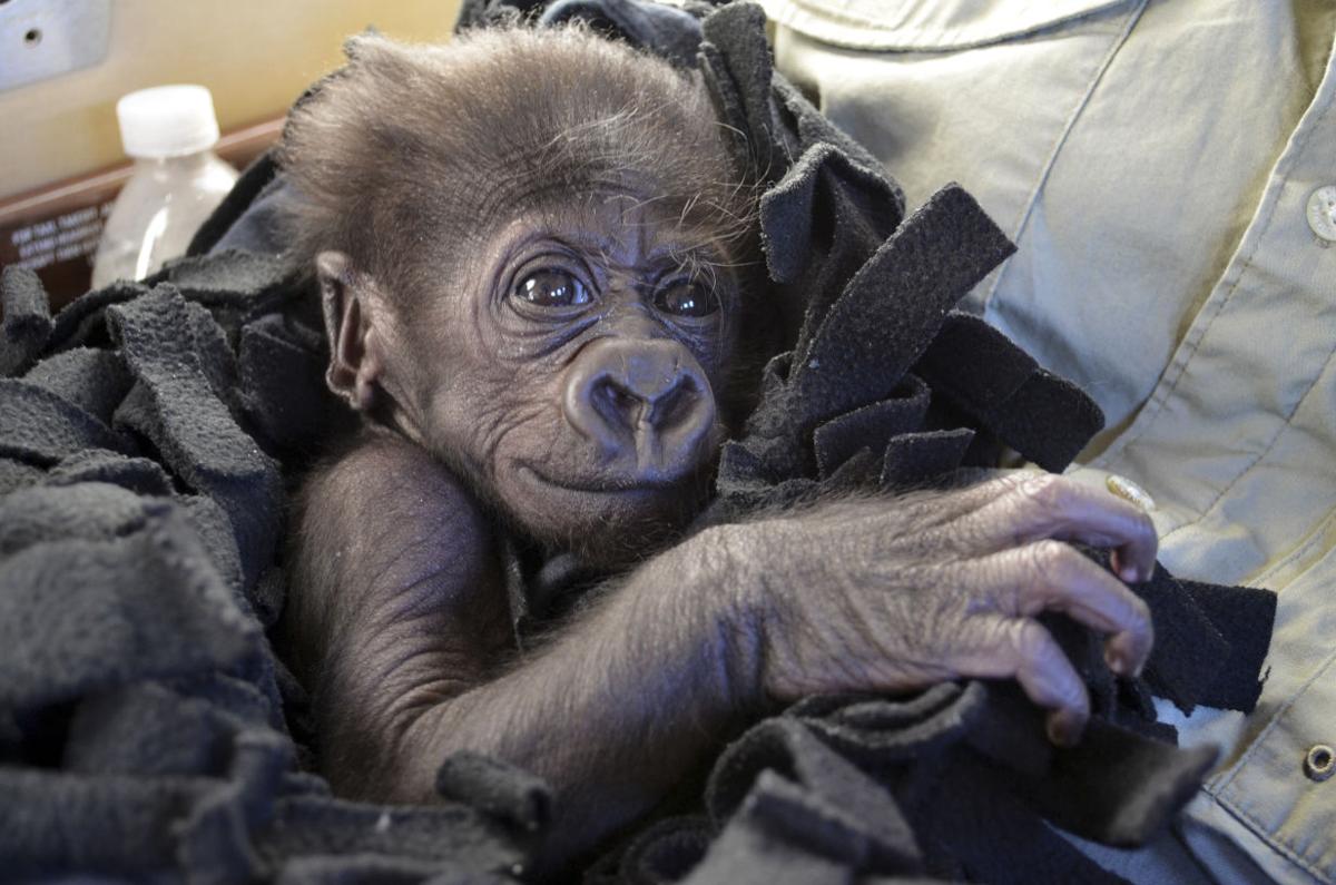 Baby zoo animals
