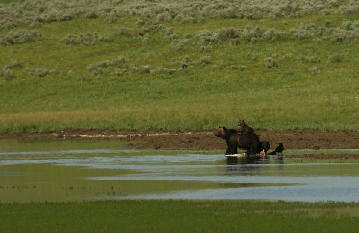 American Indian tribes seek greater voice in grizzly management