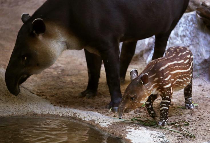 Nandi's Neighbors: Baird's Tapirs Toliver and Contessa