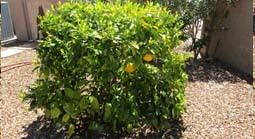 MORE-CITRUS.jpg