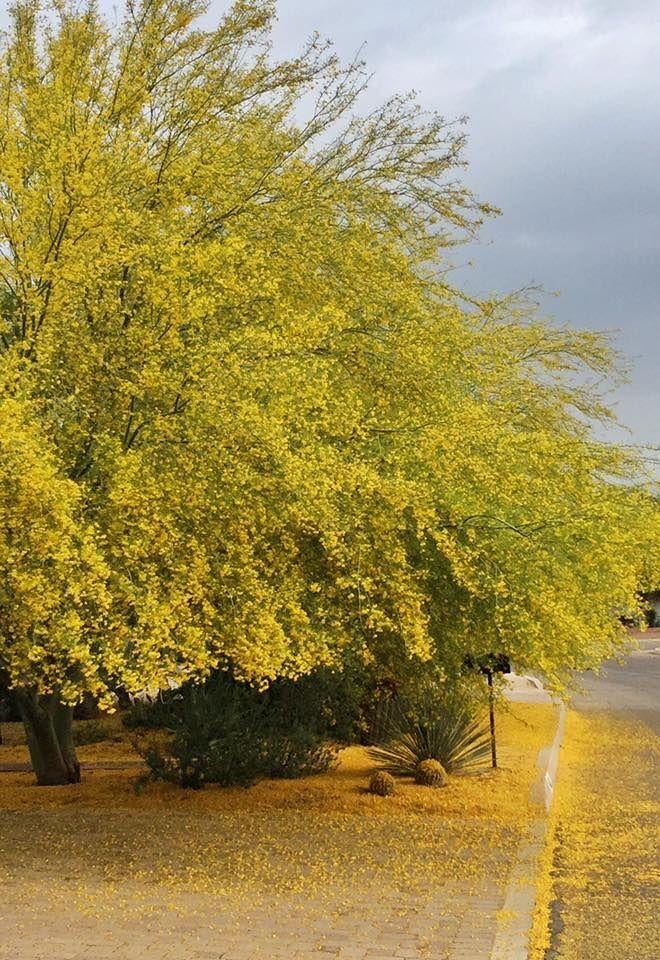 18 photos of palo verde trees guaranteed to make you sneeze