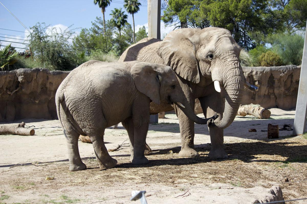 Photo safari through Reid Park Zoo Entertainment