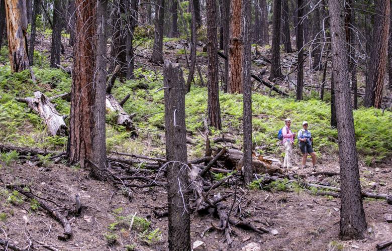 Marshall Gulch Trail