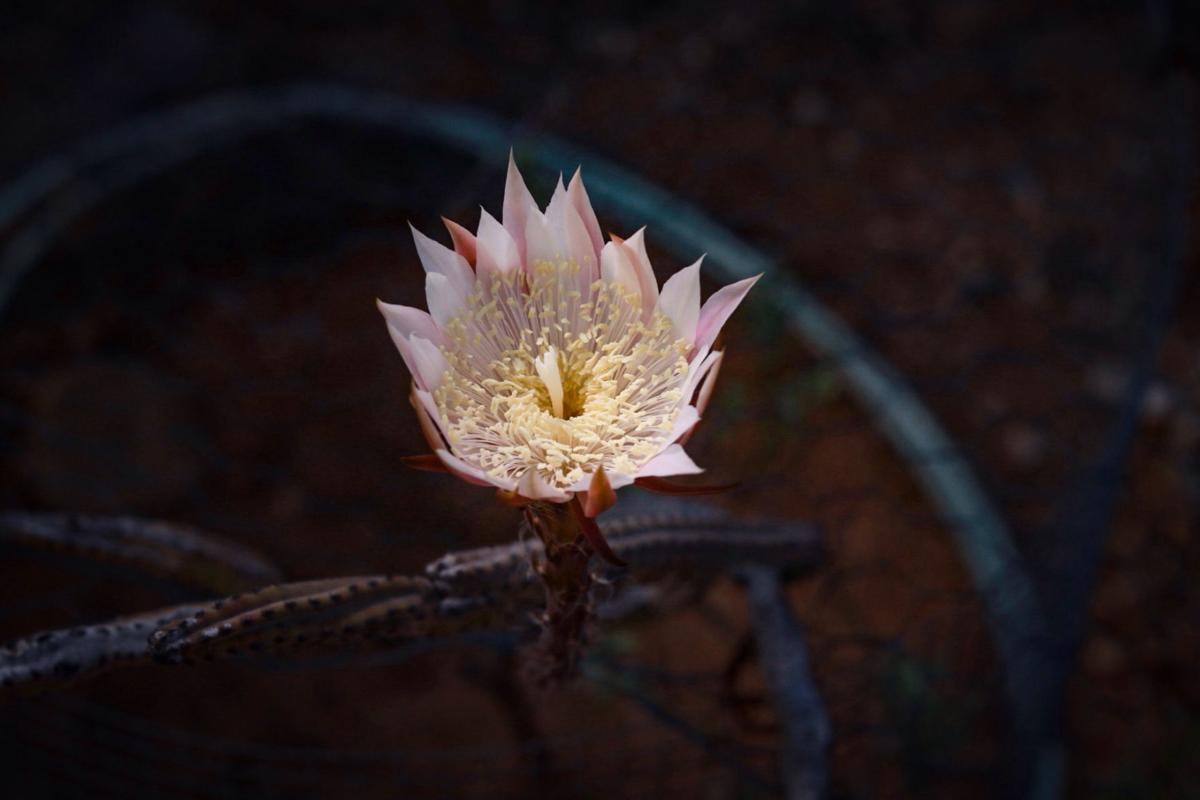 Be the first to know when Arizona's showy cacti, Queen of the
