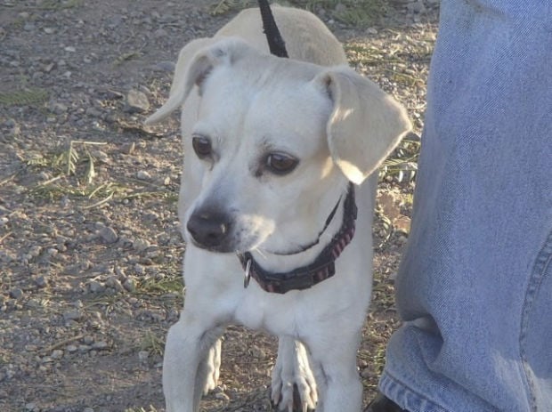 Pima Animal Care Center
