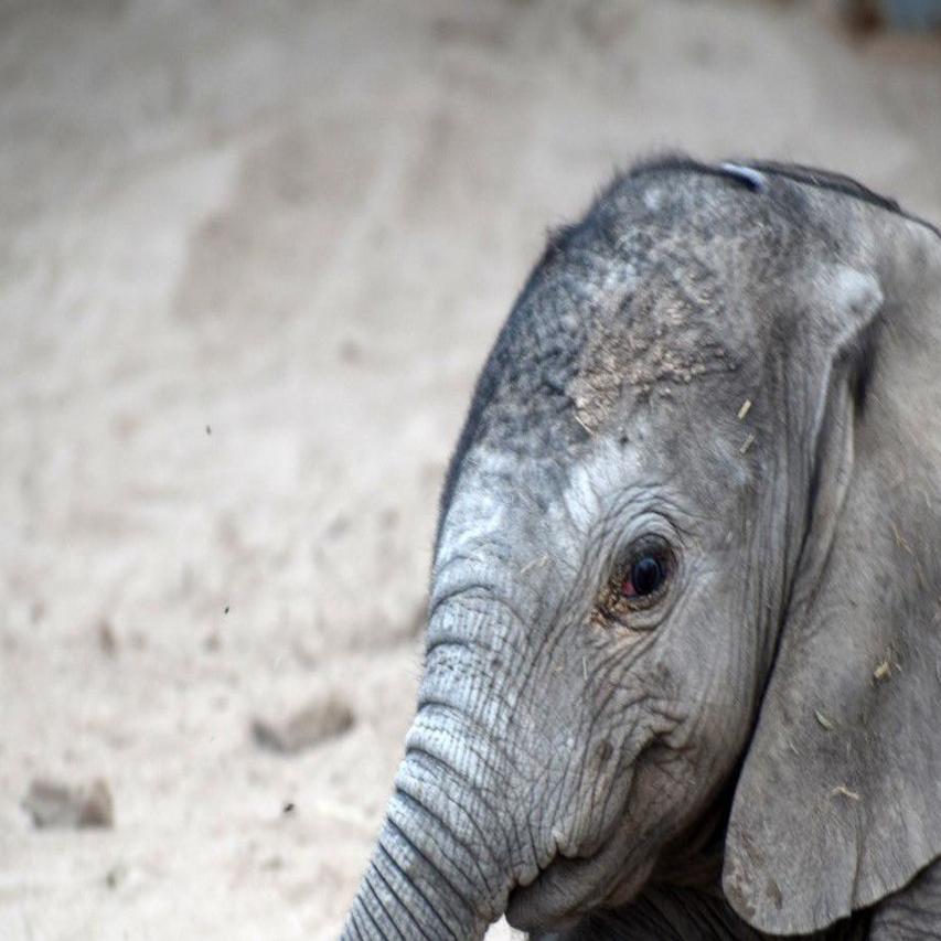 Here S The Name You Picked For Tucson S New Baby Elephant Local News Tucson Com