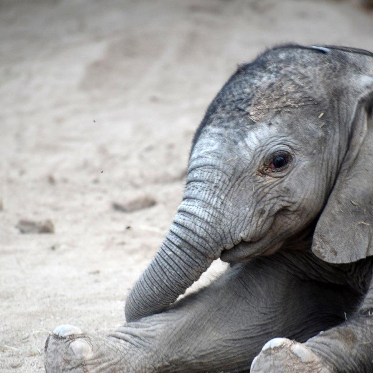 Here S The Name You Picked For Tucson S New Baby Elephant Local News Tucson Com Here S The Name You Picked For Tucson S New Baby Elephant Local News Tucson Com