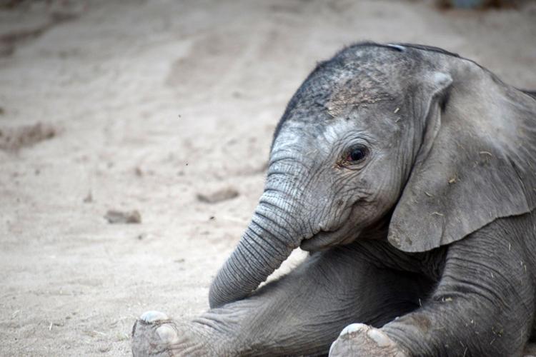 Reid Park Zoo, baby elephant