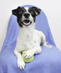 Photos: Adopt a friend