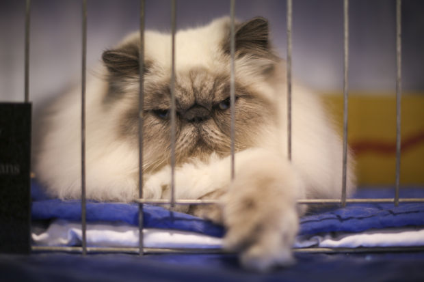 Animal shots of the week