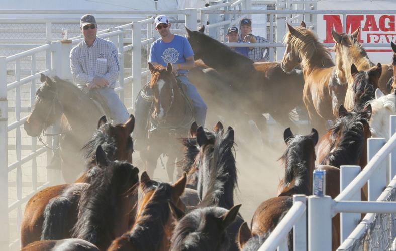 Tucson Rodeo - Rodeo stock