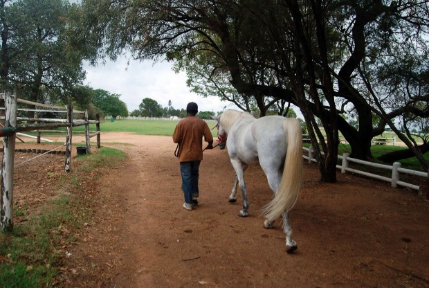 Tradition of dancing stallions imperiled in S. Africa   