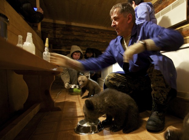 Russian shelter, US program unite to save cubs left to starve by hunters    