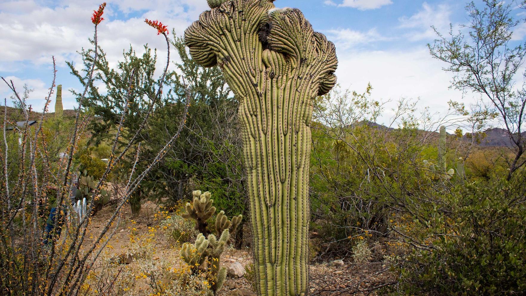 7 must-visit places in Tucson, according to readers - Vimarsana News
