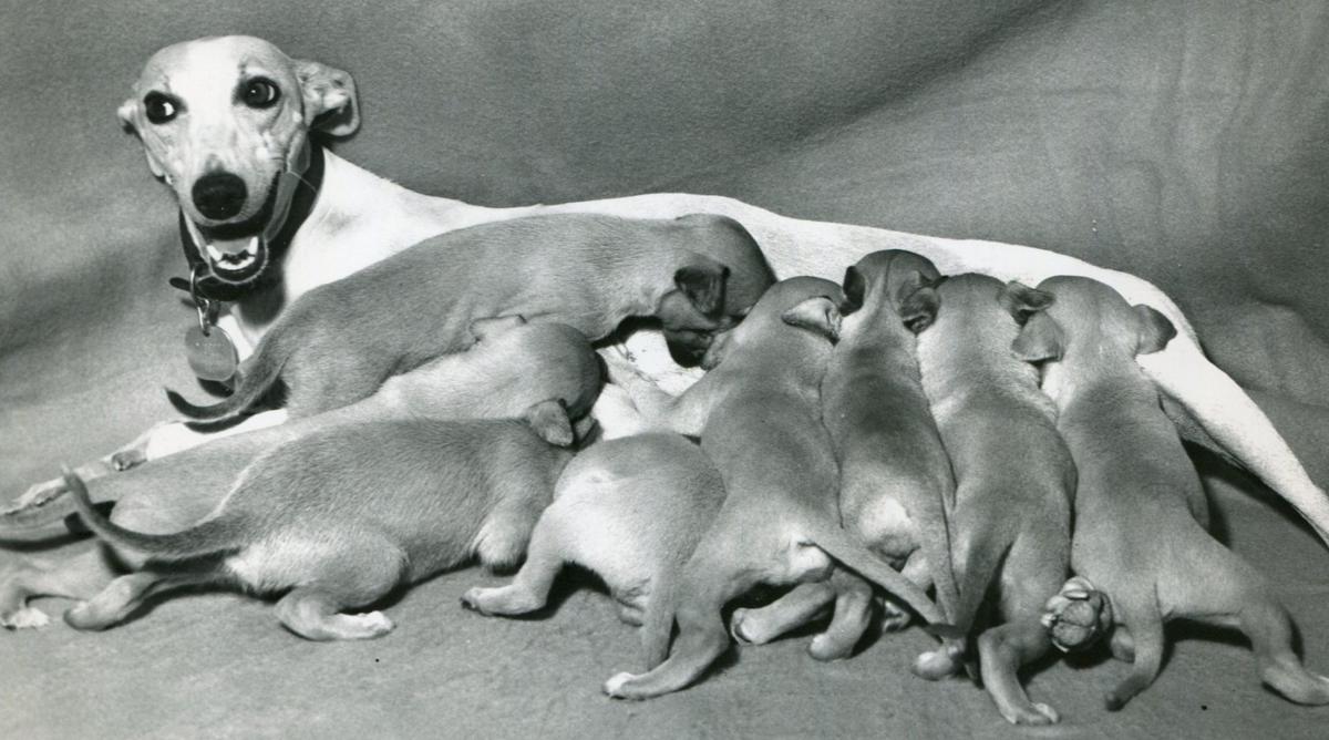 Dinner time (1964)